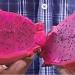 Kaktusi: Reznice Dragon fruit,  zmajevo voce, tezine preko 1000 gr